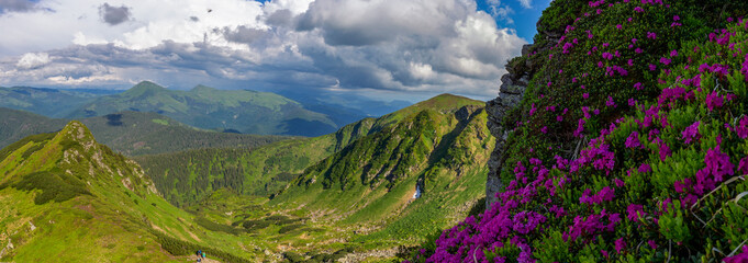 Panorama Magical summer dawn in the Carpathian mountains with blooming red rhododendron...