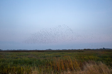 Migration der Stare im Herbst mit Zwischenlandung im Schilf an der Westk&uuml;ste von Schleswig Holstein