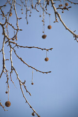 Árbol de invierno 