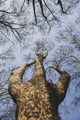 Árbol imponente de invierno 