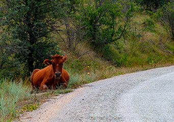 a big red cow with big horns lies sleepily and lazily in the green grass on the side of an asphalt...