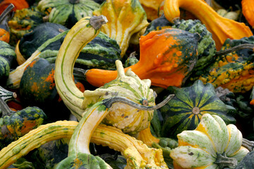 Background of brightly colourful gourds