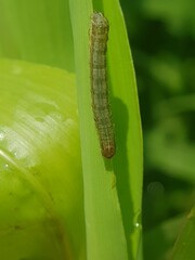The fall armyworm, Spodoptera frugiperda, is a lepidopteran pest that feeds in large numbers on...