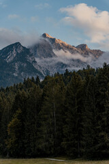 Forest with the mountains in background