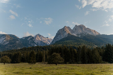 Forest with the mountains in the background
