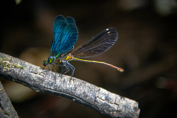 Two dragonflies are mating on a branch near the river