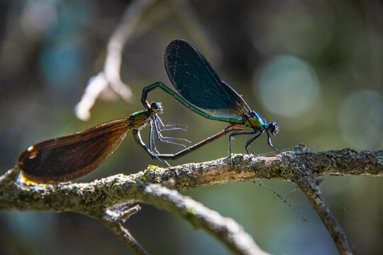 Two dragonflies are mating on a branch near the river
