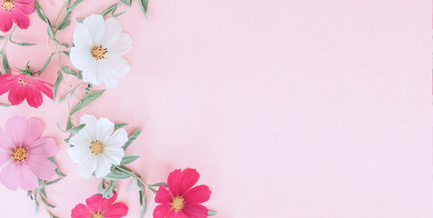 Fototapeta na wymiar Composition from summer flowers. Kosmey flowers on pastel pink background.