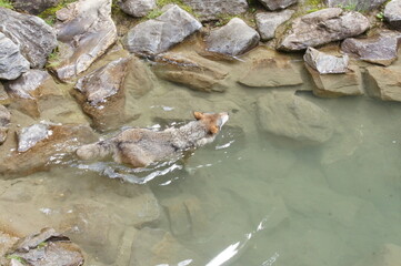 Wolf im Wasser