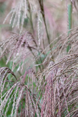 Deciduous ornamental grass, by the name Miscanthus sinensus Flamingo, photographed at a garden in Wisley, Surrey UK.