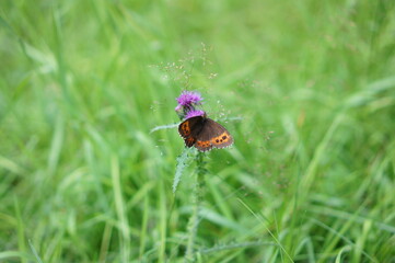 Schmetterling auf Distel