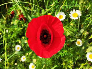 red poppy flowers