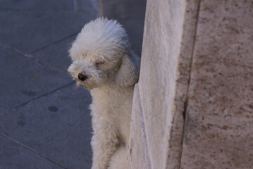 white miniature poodle