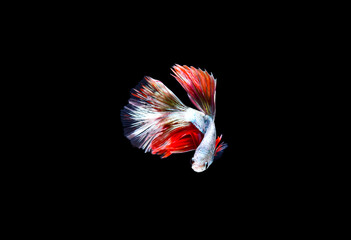 Thai silver and red betta splendens fish spread out its tail isolated on black background