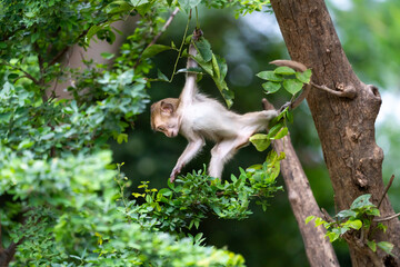 The baby monkey clambered on the tree.