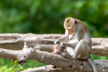 A mother monkey finds a tick and scratches her head.