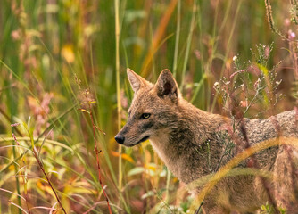 Golden Jackal