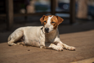 A dog lying on the ground looking this way.