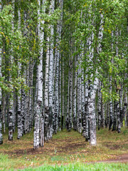 Obraz premium trees in the forest