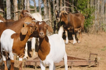 Deurstickers Group of boer goats with horns on farm for agriculture. © ccestep8