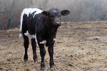 Black and white beef calf in foggy winter weather on farm.