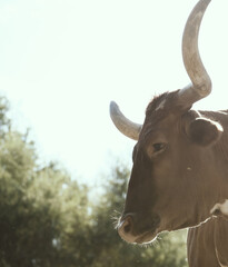 Texas longhorn cow on farm during sunny day with copy space on background.