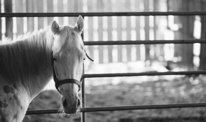 Young white horse in halter for training.