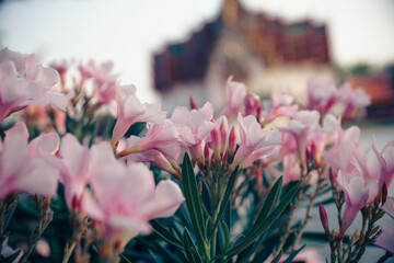 Thail&auml;ndische Blumen