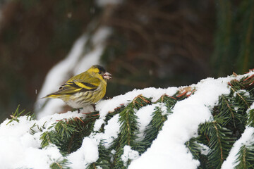 Erlenzeisig an der Futterstelle	