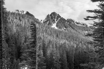 Lane Peak and Denman at Mount Rainier National Park in Washington State during Spring. View from Paradise Road. Black and white.