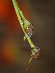 grasshopper on a leaf