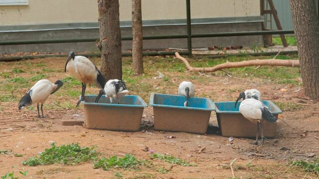 Wildlife birds: Small flock of ibis birds feeding