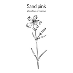 Sand pink Dianthus arenarius , medicinal plant