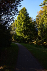 Foot path in a beautiful autumn park. Walking in a forest. Sunny day in the woods. 