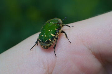 ハナムグリのクローズアップ写真
