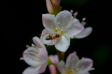 花の蜜を吸うアリのクローズアップ
