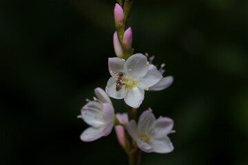 Fototapeta na wymiar サクラタデの花とアリ