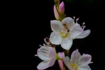 アリと花のクローズアップ写真