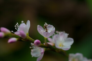 アリとサクラタデの花のクローズアップ