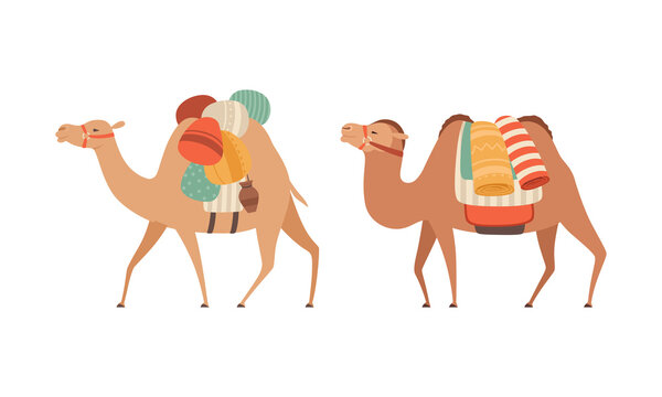  amel Domesticated Desert Caravan Animal with Saddle Vector Set