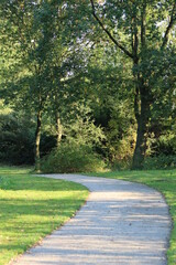 Beautiful trees in the forest. Abstract natural background. Fall season in the woods. 