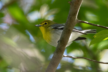 Yellow-throated Vireo
