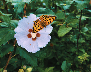 butterfly with flower