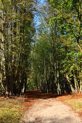 Trees in a forest. Beautiful colors of fall season. Nature of the Netherlands.  European landscape photo. 