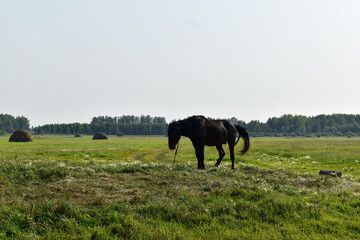Summer landscape. A black horse grazes in an open green meadow