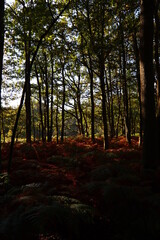Fototapeta premium Beautiful trees in the forest. Abstract natural background. Fall season in the woods. 