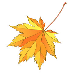 Colorful hand-drawn autumn maple leaf isolated on white background. Cartoon flat style vector illustration.