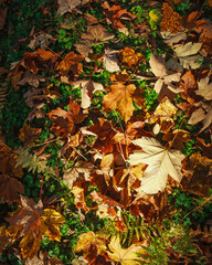 Dry yellowed fallen leaves on ground in green grass, autumn nature background