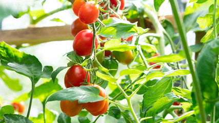 Growing red cherry tomato, blooming, ripening of tomatoes. Farming concept. Selective focus.