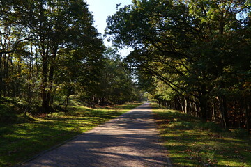 Beautiful trees in the forest. Abstract natural background. Fall season in the woods. 